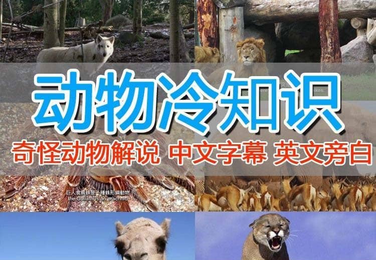 外面卖1699的国外纪录片解说（动物解说、美食、动画片）稳过中视频凯哥轻创网-网创项目资源站-副业项目-创业项目-搞钱项目凯哥轻创网